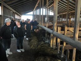 Besætningen består af ca. 90 moderdyr. En produktionsbesætning, hvor dyrene bliver slagtet omkr. 15-20 mdr.