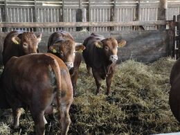 Rigtig gode slagtedyr. Den forreste her agter Anders dog at tage ind i avlen.