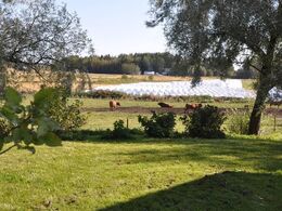 Flere tusinde wrapballer var høstet. Dyrene går typisk ikke på store folde, men bliver fodret året rundt.