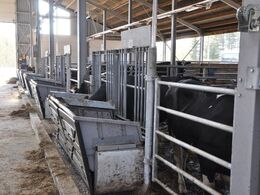 Foderets betydning for vækst og trivsel blev målt. Noget a la vores Foulum.