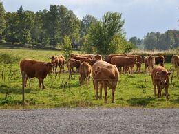 Hjälshammars Limousin tæller 25 moderdyr + opdræt. Der afsættes dyr til avl og der er også blevet udtaget en tyr fra besætningen.