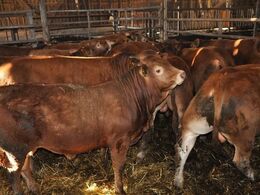 Igen fine velfodrede dyr. Dyrene bedømmes udelukkende på eksteriør og temperament inden den sidste udskillelse, hvor der først hér skeles til afstamning. Der udtages ca. 20 tyre om året.