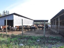 Stald efter stald, hvor dyrene går som her. Afsætning sker flokvis og afregnet pr kg.  Køerne blev løbet bl.a. med limousinetyr.