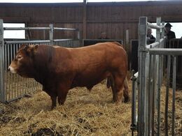 Der er dansk blod i Sverige: denne tyr, som bliver brugt i besætningen, er efter Thy Bendix.