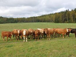 Denne besætning benytter sig af krydsning mlm limousine og simmental.