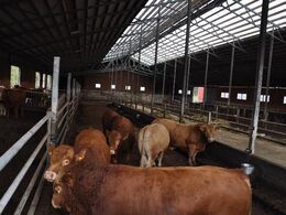 Kalvene sælges til viderefedning når de vejer godt 300 kg. Han kan få ca. 1000 euro for tyrene og ca. 550 euro for kvierne.