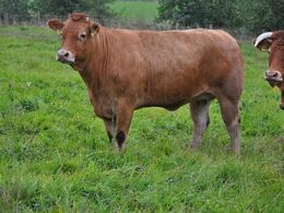 Hende kunne de da godt tage med på dyrskue.. De har udstillet før i tiden, men gør det ikke mere – dyrskuetraditionen er faldet lidt frahinanden i Finland.