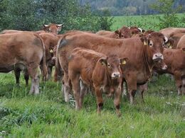 Mange gode dyr i besætningen.