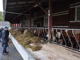 Her går kalve, som er på vej til videresalg til opfedning.