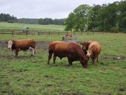 Besætningen forsker i krydsning angus/simmetal (for kælvning og mælk). Afkom heraf løbes med limousine (for kødsætning). Her går de renracede fædre så.