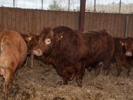 Insemineringstyren Grønbjerg Hugoe er en af flere avlstyre i besætningen