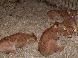 Et kig ned i kalveskjulet