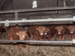 En flok ungtyre sås i en stald for sig