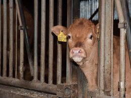 Også enkeltdyr forstod at gøre sig bemærket