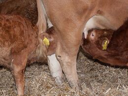 En enkelt mælke-tyv var også på spil…