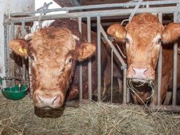 En godmodig tyr tog imod i stalden på Toftegaard i Sdr. Farup sydvest for Ribe (område Syd). Vinterfoderet for gårdens limousiner er hø.