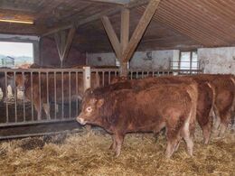 En tidligere svinestald er ombygget til limousiner. Der er 8 køer m. opdræt. Kalvene i forgrunden er næsten lige taget fra. Køerne går ud og ind som de selv vil – dog ikke på åbent hus dagen, hvor de er spærret inde.