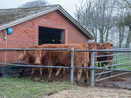 Det behager ikke køerne, at de skal være hjemme, bare fordi der kommer gæster