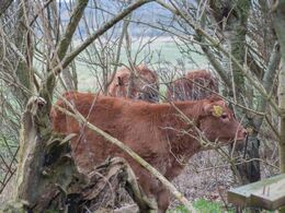 Tre mindre kalve på springtur – deres mødre var meget utilfredse