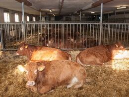 Kig på langs i stalden hos Verner Josefsen. Stalden rummer alle 14 køer med opdræt