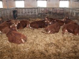 Ro og velvære hos Verner Josefsens fedetyre