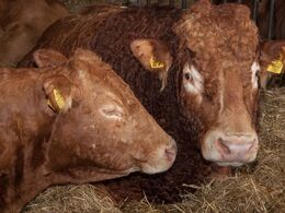 De mange besøgende forstyrrede ikke middagssøvnen for avlstyren Frederik