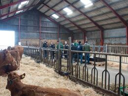 Vue over stalden hos Vesterenge Limousine ved Ribe