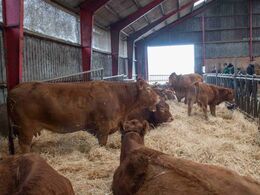 I den ene side går drægtige køer og køer med kalve