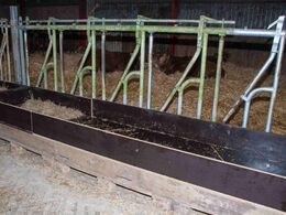 Gulvet i den anden side af stalden er ikke sænket, derfor disse kasser til at fodre i