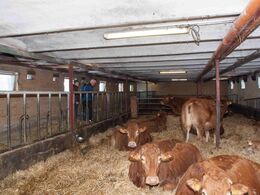 De 12 køer i dybstrøelse i den tidligere malkekvægs stald