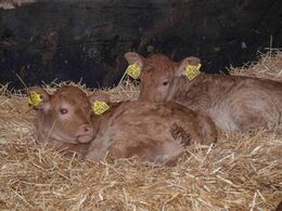 Flere af køerne havde små kalve