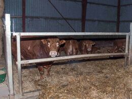 Tyrene i en boks i hjørnet af foderladen