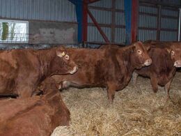 De 15 køer, der ellers plejer at være ude i dagtimerne, er på stald i anledning af åbent hus