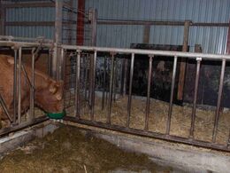 Kalveskjulet – en praktisk detalje, når kalve skal fravænnes, er, at udgangen fra kalveskjulet kan spærres af ved hjælp af ”fjernbetjent” låge (snoretræk)