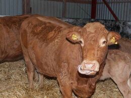 Veltilpas ko siger tak for besøget