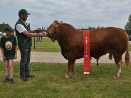 43142-00712 – bedste yngre tyr fra Jens Christian Jensen, Brønderslev