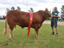 84453-00719 – bedste individafprøvede tyr fra Anders Lange, Mørke (ej ærespræmie)