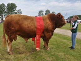 Vario B – bedste ældre tyr og bedste handyr fra Kærsgaard Limousine v/Jesper Kragelund, Skørping