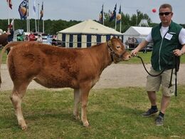 Grunnet Lotus – kvie fra Grunnet Limousine v/Søren Grunnet, Billund