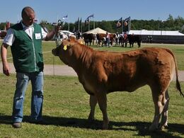 Lindegården Kolibri – kvie fra Allan Kragh Madsen, Randers SV