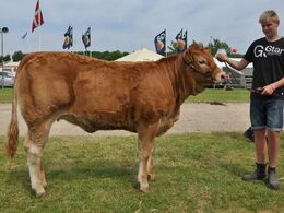 Kloster Katharina – kvie fra Kloster Limousine v/Nina & Lars Kloster, Langå