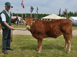 57270-00330 – kvie fra Jørgen Østergaard Jensen, Vinderup