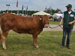 Klegvanggård Korsika P – kvie fra Klegvanggård v/ Erik Kjær Carstensen, Brørup