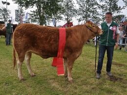 Kloster Kastanje – bedste yngre kvie fra Kloster Limousine v/Nina & Lars Kloster, Langå