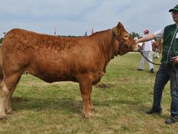 Damgaard Julle – kvie fra Damgaard Limousine v/Karsten Laursen, Juelsminde