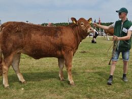 Randers Interlim – kvie fra Freddie L Christiansen, Randers