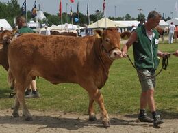 Doverodde Junie – kvie fra Mogens Johansen, Hurup Thy