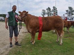 Bøgely Ideal – bedste ældre kvie fra Bøgely Limousine v/Tommy Jessing, Brørup