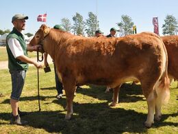 Bøgely Ina – kvie fra Bøgely Limousine v/Tommy Jessing, Brørup