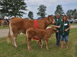 Gandrup Hertha – bedste ko under 3 år fra Sønderlund Limousine, Hals (ej ærespræmie)